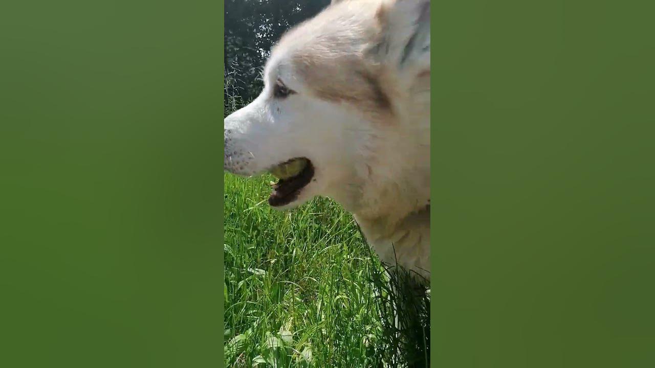 НАХОДКА - YouTube