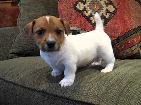 jack russel puppys