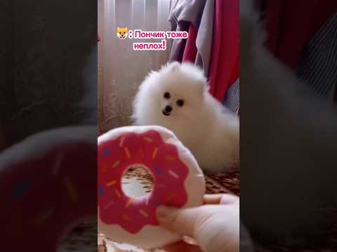 Новые игрушки шпицу 🍩 #dog #doglover #dogs #dogshorts #cutedog #animals #funnydogs #шпиц #шпицуля