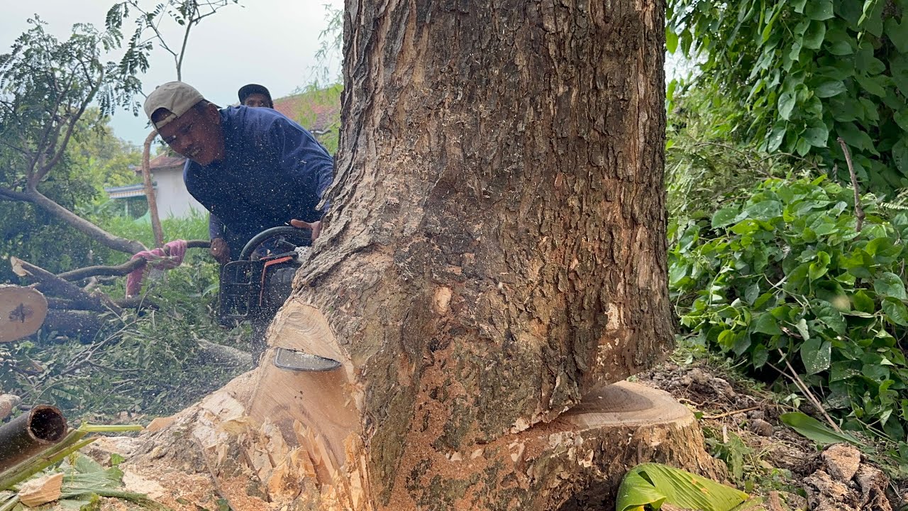 Best Technique... Cut Down 2 decades old trees Safely & Easily ‼️ - YouTube