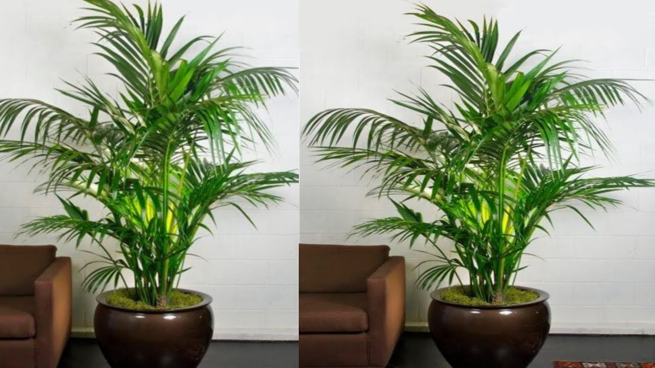 Как сделать пальмовое растение из полиэтиленового пакета »вики полезно Цветочные Ремесла