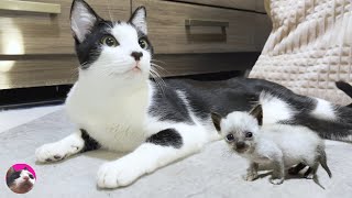 Adorable Rescued Kitten's Wobbly Charge Leaves Older Cat Mu Stunned! by ねこぱんちParaguay 307,255 views 5 months ago 14 minutes, 9 seconds