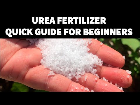 Video: Urea Para Sa Repolyo: Paano Ka Makakain Ng Repolyo Na May Urea Sa Bukas Na Bukid? Pagdidilig Ng Pataba, Foliar Dressing. Paano Palabnawin Ang Urea?