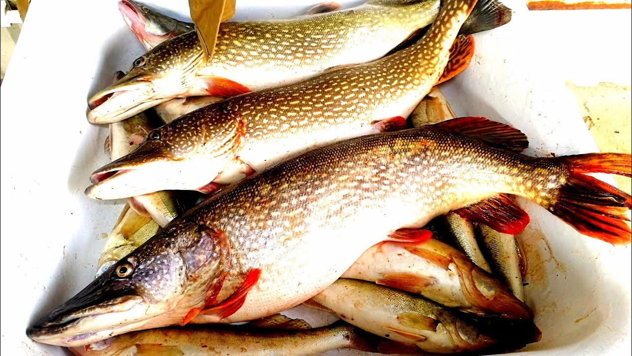 ⁣Рыбалка в Астрахани 2019 САМЫЕ РЫБНЫЕ МЕСТА ТУТ