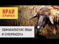 Край аграрный | Эдильбаевские овцы и суперпасека