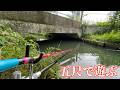 秘密基地みたいな用水路で小鮒と遊ぶつもりがまさかのサイズ!【埼玉県加須市 浮野の里】