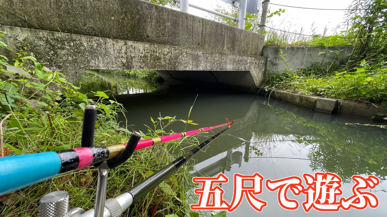 秘密基地みたいな用水路で小鮒と遊ぶつもりがまさかのサイズ！【埼玉県加須市 浮野の里】