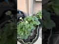 Strawberries in grow bags, RGGS update 2026 #gardening #growbag #strawberry #hydroponics