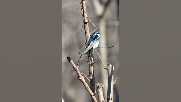 The tree swallows are back in town! 💙#birdwatching #treeswallow #beautifulbirds #birdsong