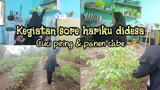 KEGIATAN IBU RUMAH TANGGA DISORE HARI  || MENCUCI PIRING DAN PANEN CABE #dailyvlog