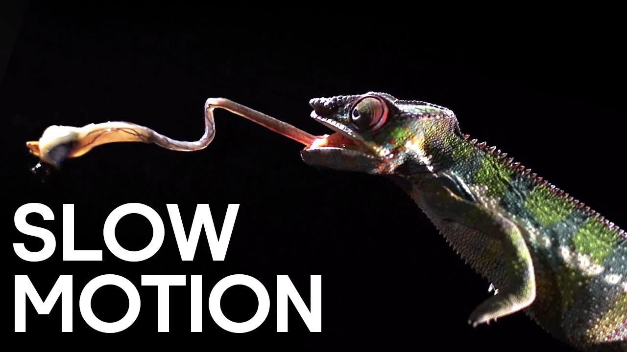 Deadly Animal Attacks in Slow Motion | Slow Motion | Earth Unplugged