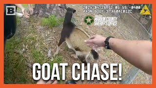 Come Here Police Officers Chase Runaway Goat