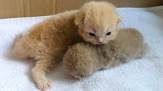 A Kitten's Protective Love for His Dying Brother