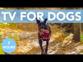 TV FOR DOGS! Beach Adventure Extravaganza for Dogs with Relaxing Music!