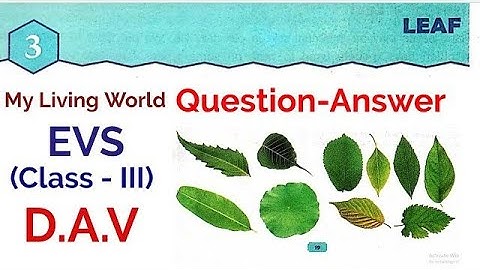 DAV class 3 Science Chapter 3 Leaf - Solutions,  All Questions (FillUp, T/F, MCQ, Short & Long Q/A)