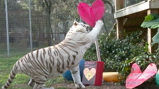 Valentine's Day At Big Cat Rescue!!
