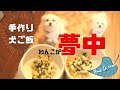 もう待ちきれない！わんこが喜ぶ簡単手作り犬ご飯レシピ