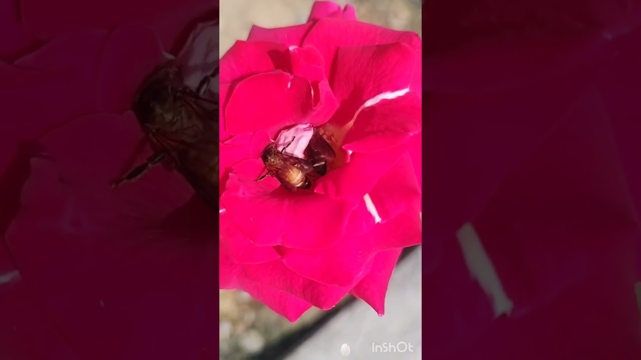 cute birds song 🎵