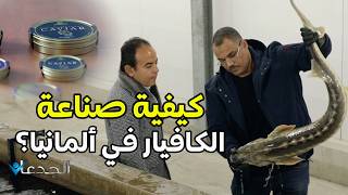 Download Lagu لأول مرة.. إنتاج الكافيار من أسماك الحفش في ألمانيا.. مشروع عملاق يديره مصري بإمتياز MP3