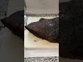 BRISKET ON THE PITBOSS!! #shorts #pitbossgrills #eatgoodfeelgood #youtubeshorts