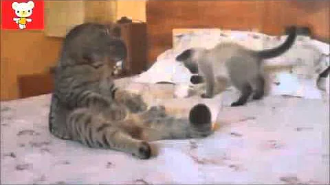 Watch the video about Funny cats - 1 hour of funny cat & cute kittens fail videos - funny kitty cat video april 2015