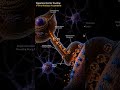 Dopamine Rush: Why You Get Addicted (Mesolimbic Pathway).