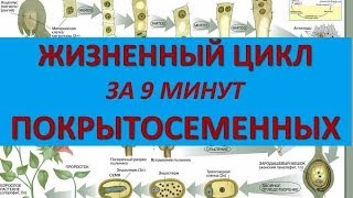 ЖИЗНЕННЫЙ ЦИКЛ ЦВЕТКОВЫХ ЗА 9 МИНУТ (+ разбор заданий из ЕГЭ)