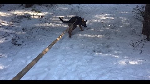 Tips on Training With a Long Line