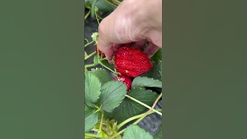 How Red Are Strawberries? My eyes have eaten it! 👀🍓#Strawberrypicking #Supersweetstrawberry