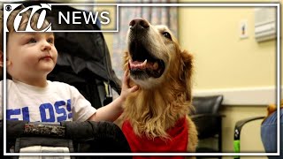 Therapy dog celebrates 300th visit | 10News WTSP