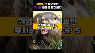 귀엽지만 알고보면 무서운 동물 TOP 5