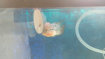 Overhead External Trickle Tower Filter Setup and Running