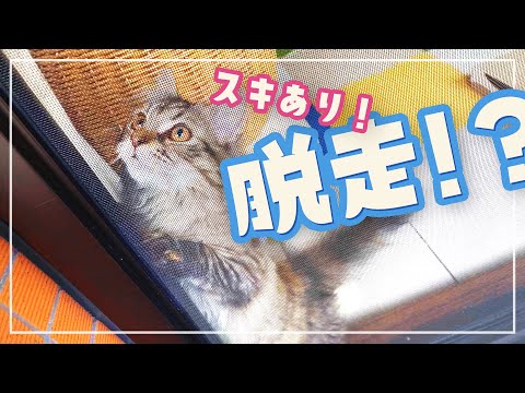 【サイベリアン】布団を干してたら子猫がベランダから脱走しようとしました