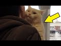 Приютский кот запрыгнул на плечи парню, чтобы именно его забрали домой