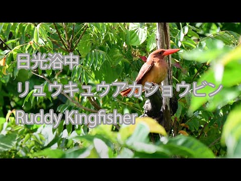 【日光浴中】リュウキュウアカショウビン Ruddy Kingfisher