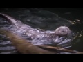 Мама выдра учит плавать своего детеныша - Mother otter learns to swim her cub