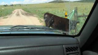 Kelley vs Cows 720p