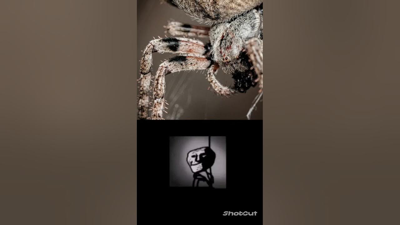 летал компани арахнофобия мод. летал компани арахнофобия мод. Arachnophobia скайрим. игры про пауков. летал компани арахнофобия мод.