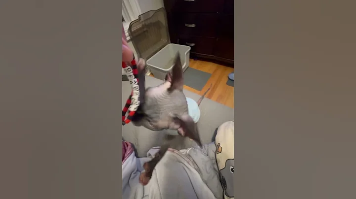 Watch the video about No way this works #gorillatag #gorillatagquest #vr #gtag #oculus #oculusquest2 #cat #sphynx