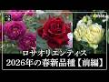 #560 ロサオリエンティス2026年の春新品種をご紹介【前編】