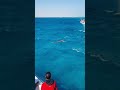 Dolphins in the Red Sea 🇪🇬🐬