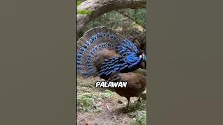 5 most beautiful peacocks in the world #facts #animalfacts #wildlife