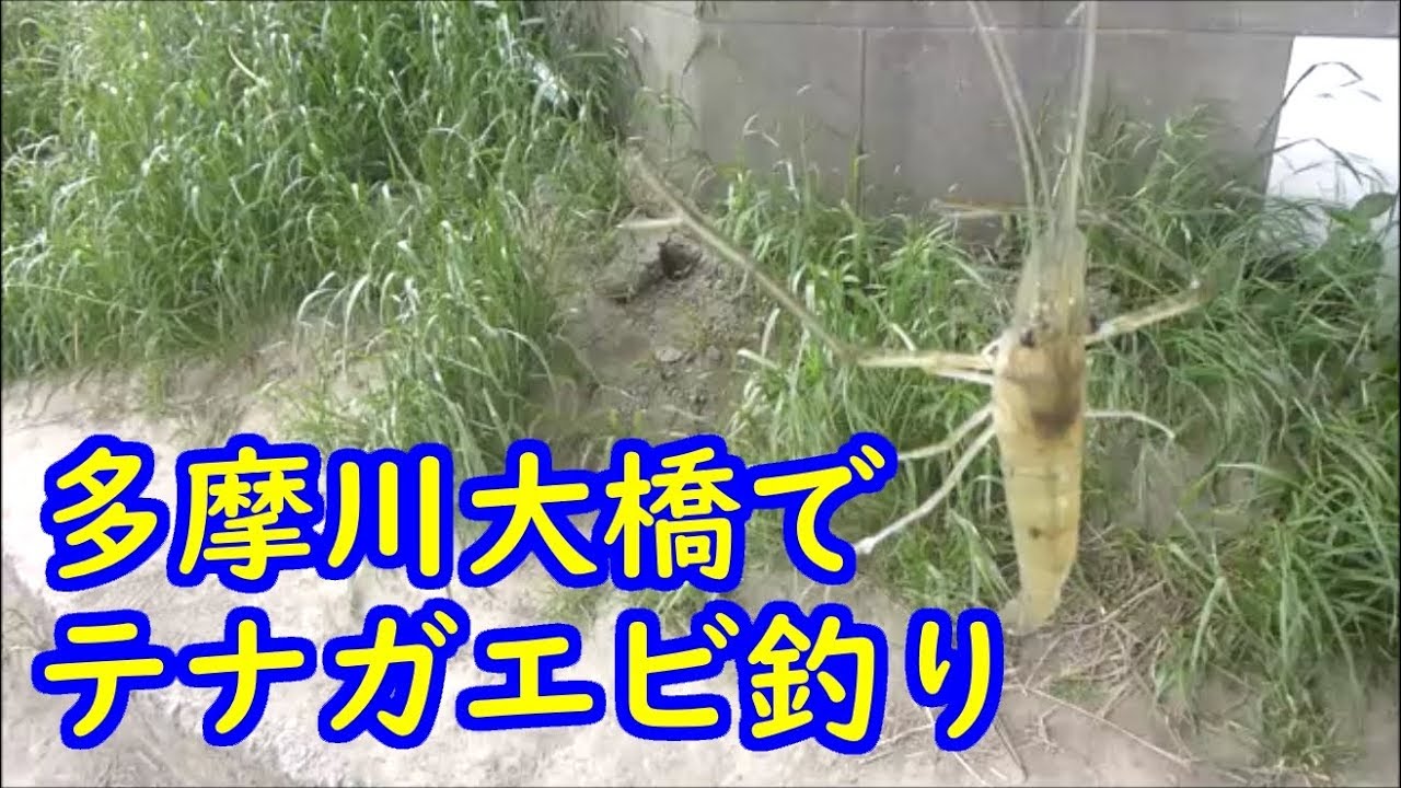 多摩川大橋でテナガエビ釣り 生ハムはエサとして使えるのか検証 Youtube