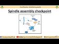 Spindle assembly checkpoint  m checkpoint  checkpoints in cell cycle