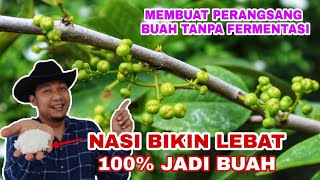 Hanya Modal Nasi!! Langsung Muncul Buah Lebat selebat lebatnya !!!! screenshot 2