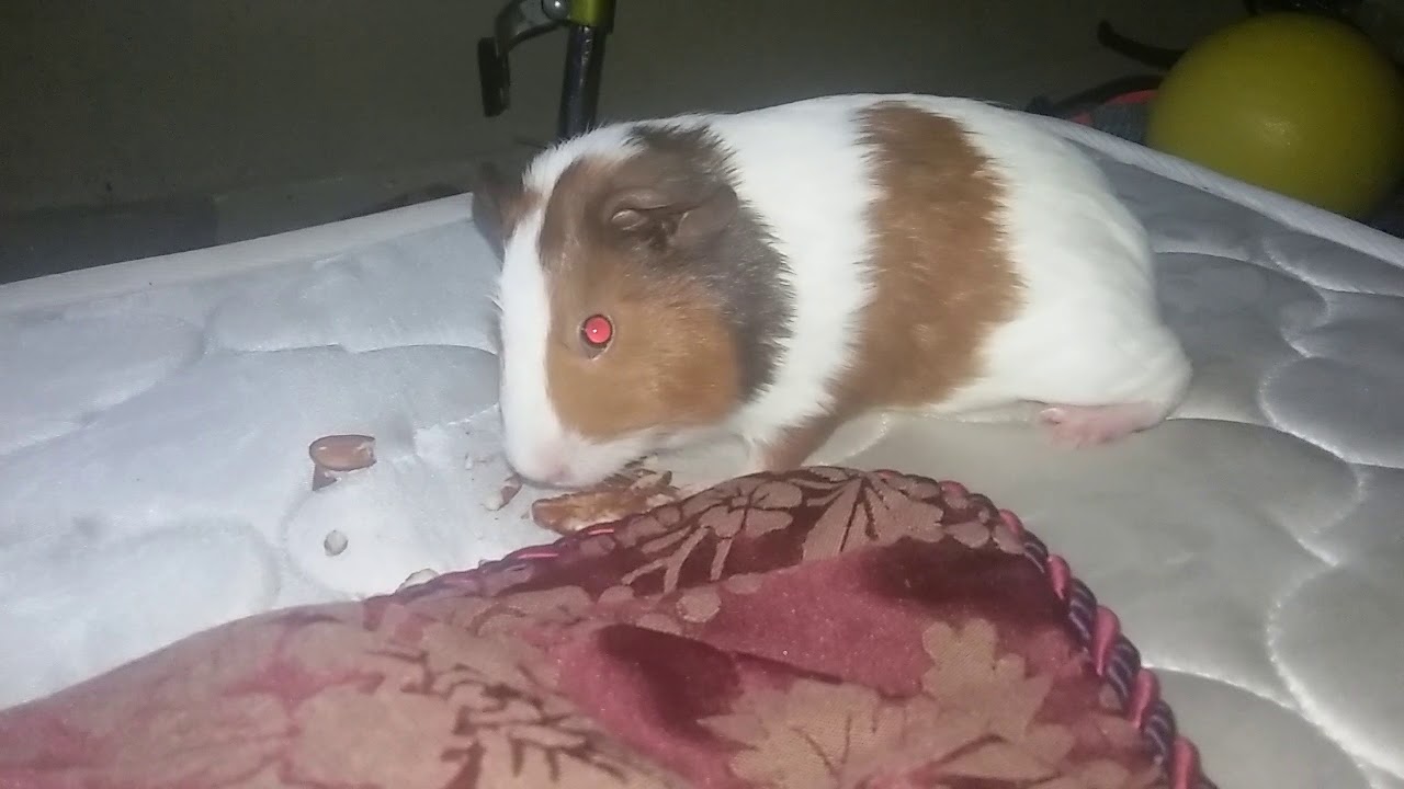 The guinea pig eats nut no homo YouTube