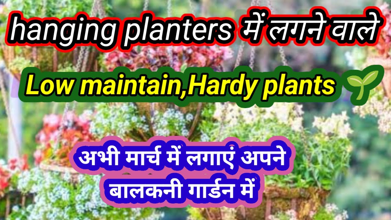 🟣मार्च में लगाएं कम जगह कम देखभाल में चलने वाले हार्डी परमानेंट 🧺 प्लांट्स/Hanging planters plants 🪴