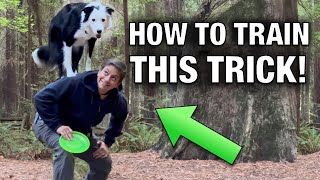 How To Train Easy Trick in 1 Lesson