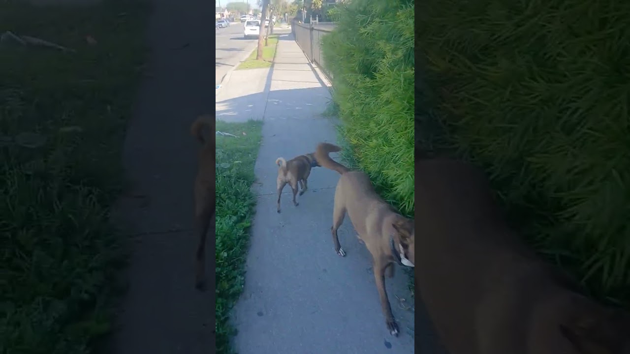 Tuesday morning..hot day (Mary Jane & Miss Dinky)