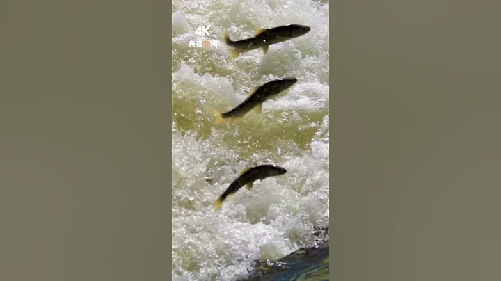 接好運！現實版魚躍龍門願你夢想成真 | CCTV - 天天要聞